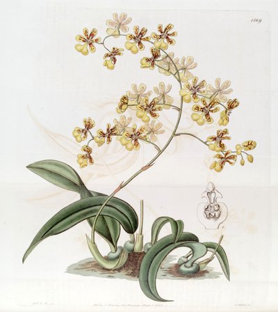 Oncidium auricula oder Oncidium harrisonianum von Jams  Watts